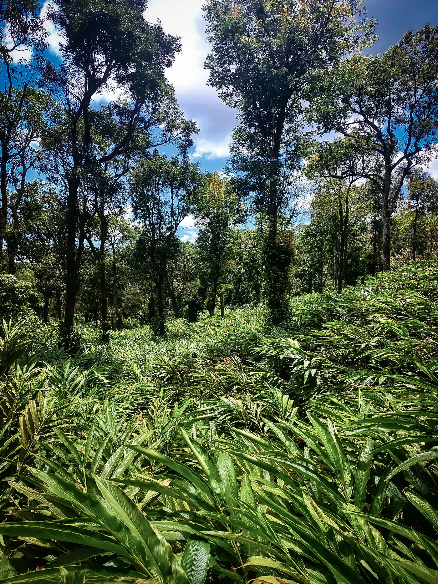 A cardamom plantation covering a hillside beneath tall shade trees in Idukki, Kerala