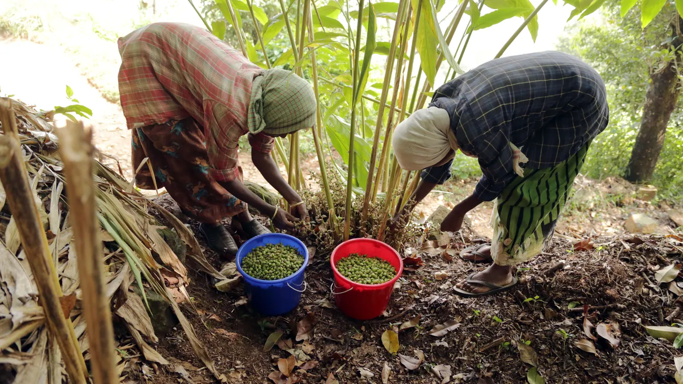 Two workers gathering cardamom at the base of the plants in a plantation in Wayanad, Kerala